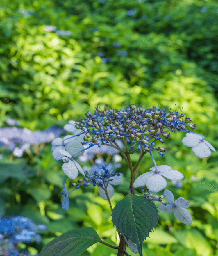 화담숲 벚꽃 개화