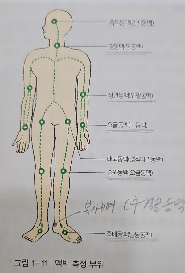맥박 측정 부위