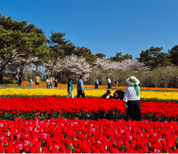 에버랜드 자유이용권