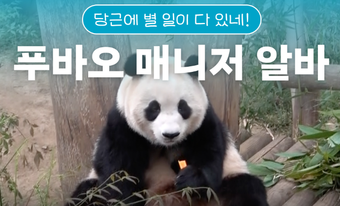 푸바오 매니저 알바 신청하기