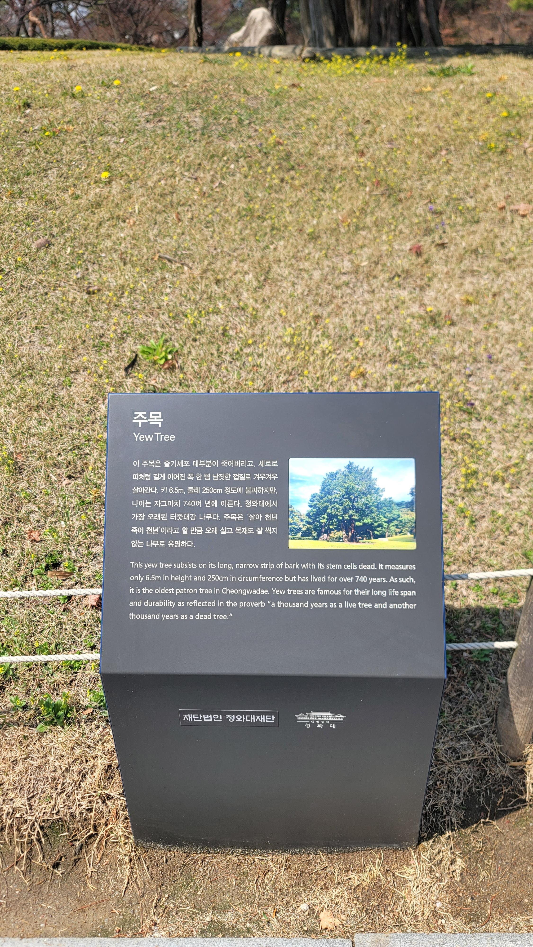 나무가 아름다워 한번 쳐다보게 되는 나무. 주목 설명