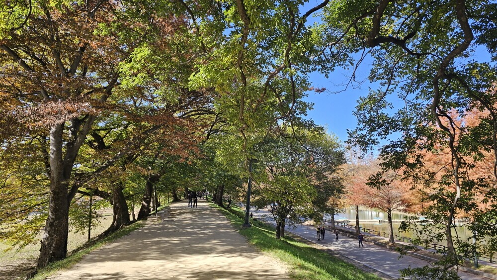 담양 관방제림 늦가을 산책 : 단풍마저 고요해진 숲길 걷기 여행