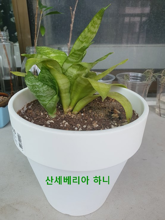 산세베리아 하니