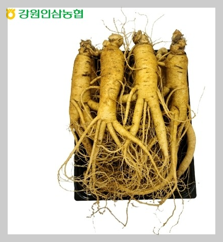 강원인삼농협