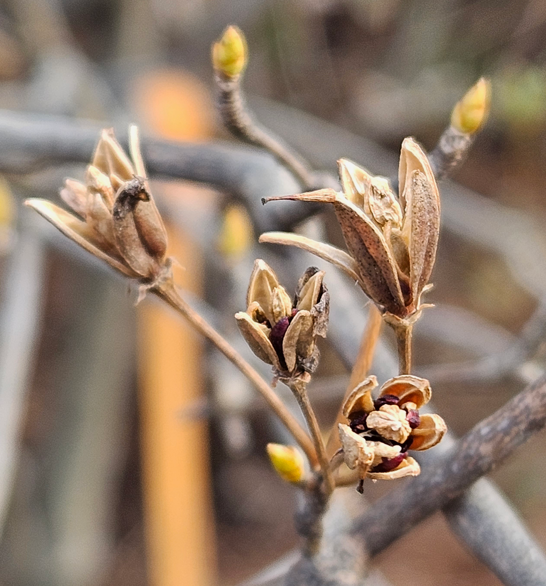 등대꽃나무 열매3