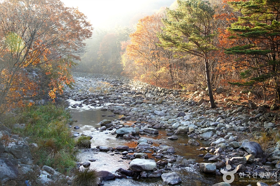 인제 용대 자연휴양림 지도 가는길 예약 계곡 날씨 정보