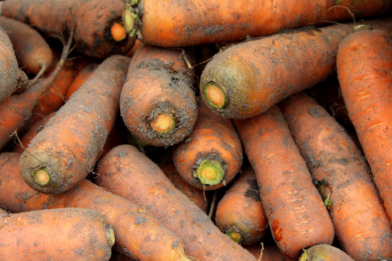 당근 심는 시기와 재배 요령