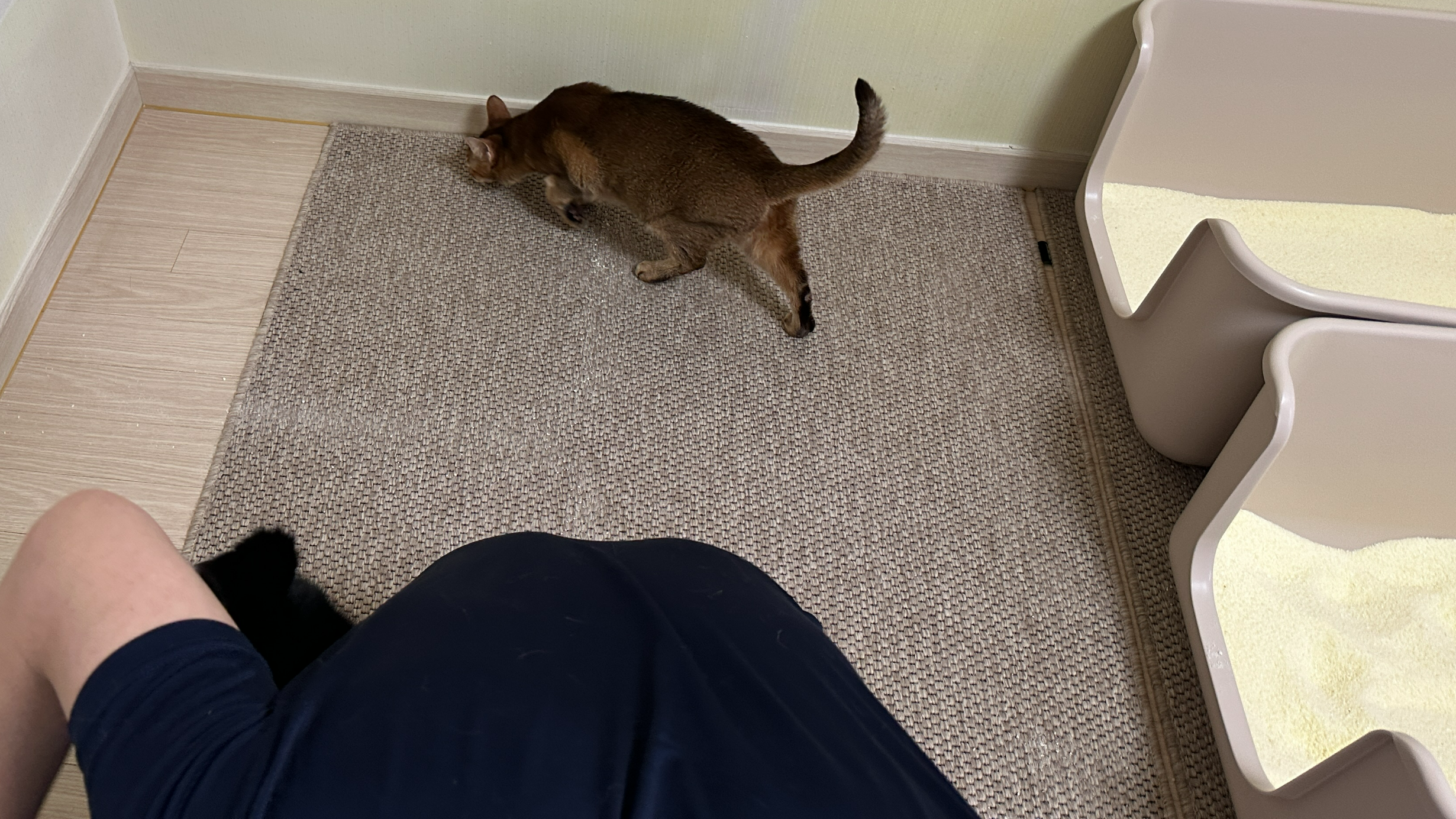 5월의 고양이들 화장실 모래 전체 갈이 (feat. 건이, 루디, 루나)