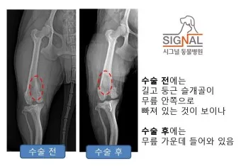 강아지 슬개골 탈구 수술 후유증_17