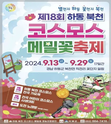 하동 북천 코스모스 메밀꽃 축제_1