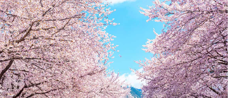 강남 벚꽃 데이트코스 사진