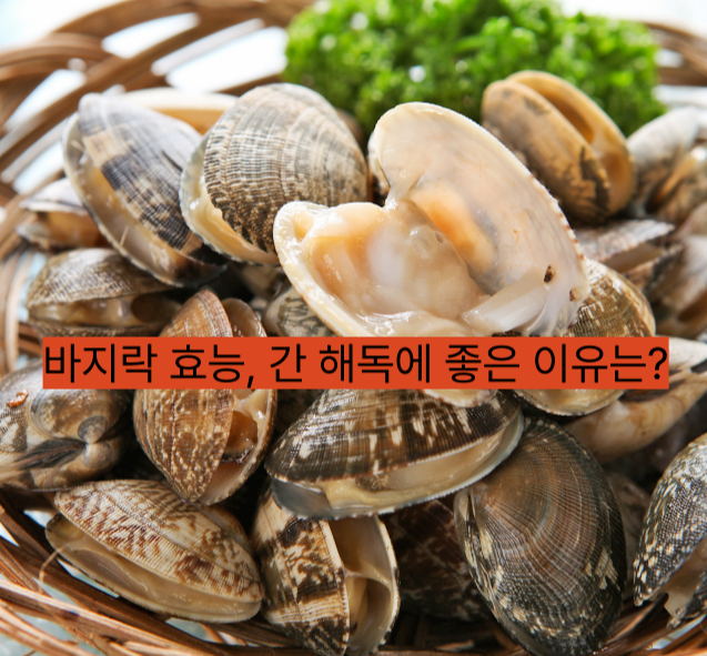 바지락 효능 ❘ 간 해독에 좋은 음식 ❘ 간기능 개선에 탁월한 이유