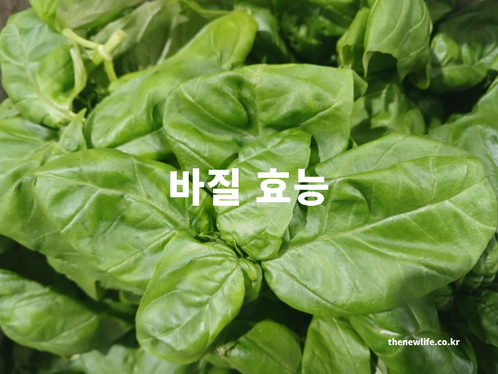 바질 효능 5가지와 영양 성분 및 부작용을 모두 담은 대표 이미지
