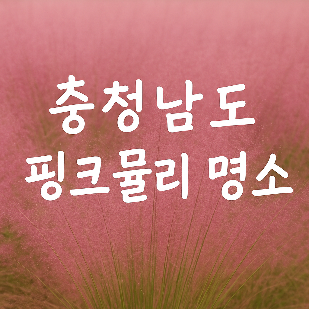 2025 충남 핑크뮬리 명소 추천