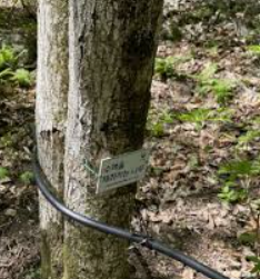 고로쇠 수액&amp;#44; 봄의 기적! 건강과 맛을 동시에 담다