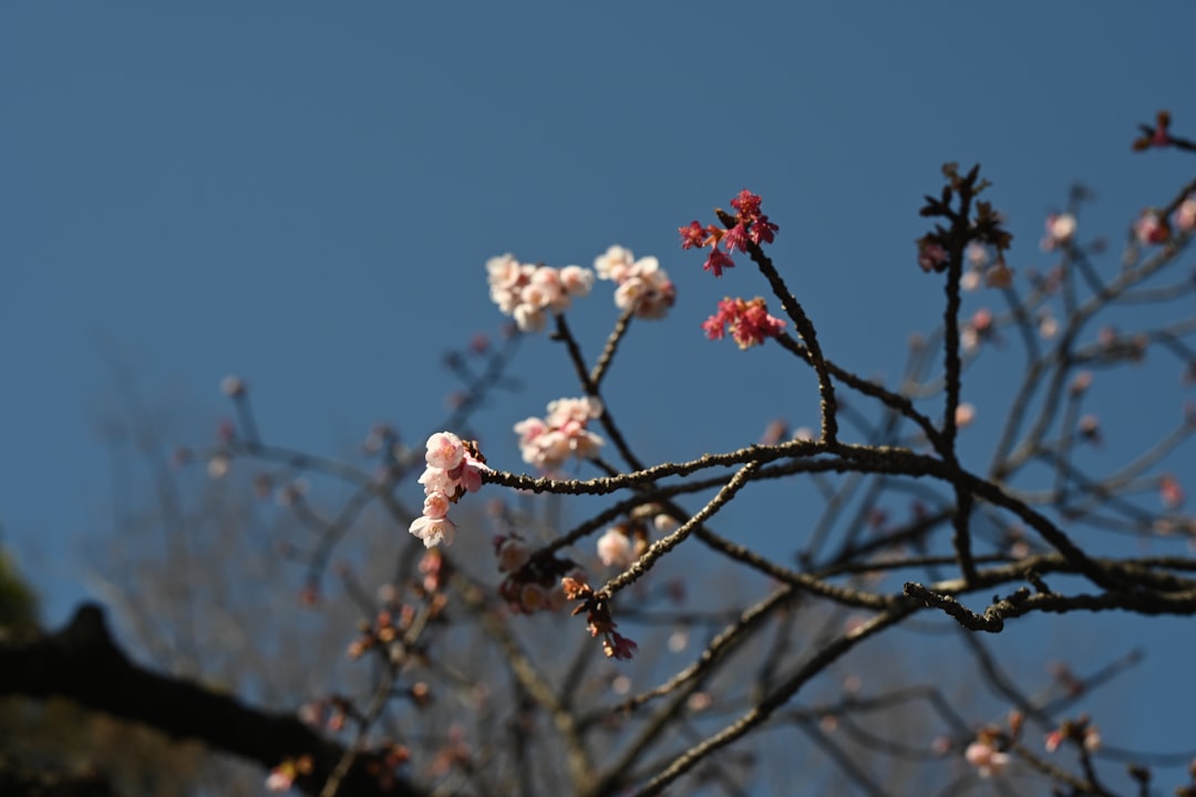 Cherry blossom.