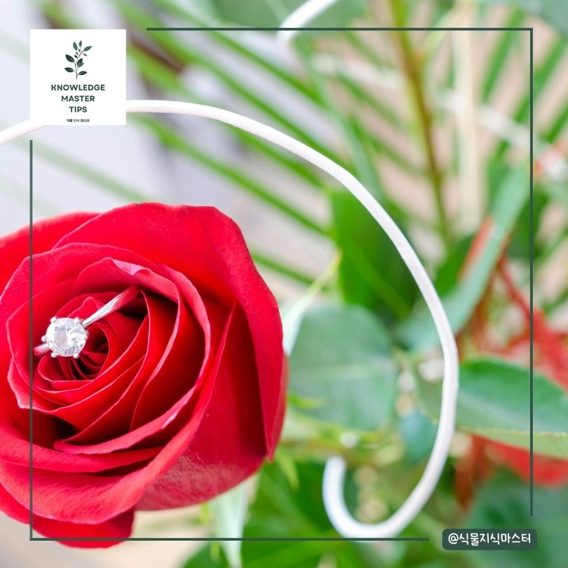 결혼식과 기념일에 장미를 사용하는 이유