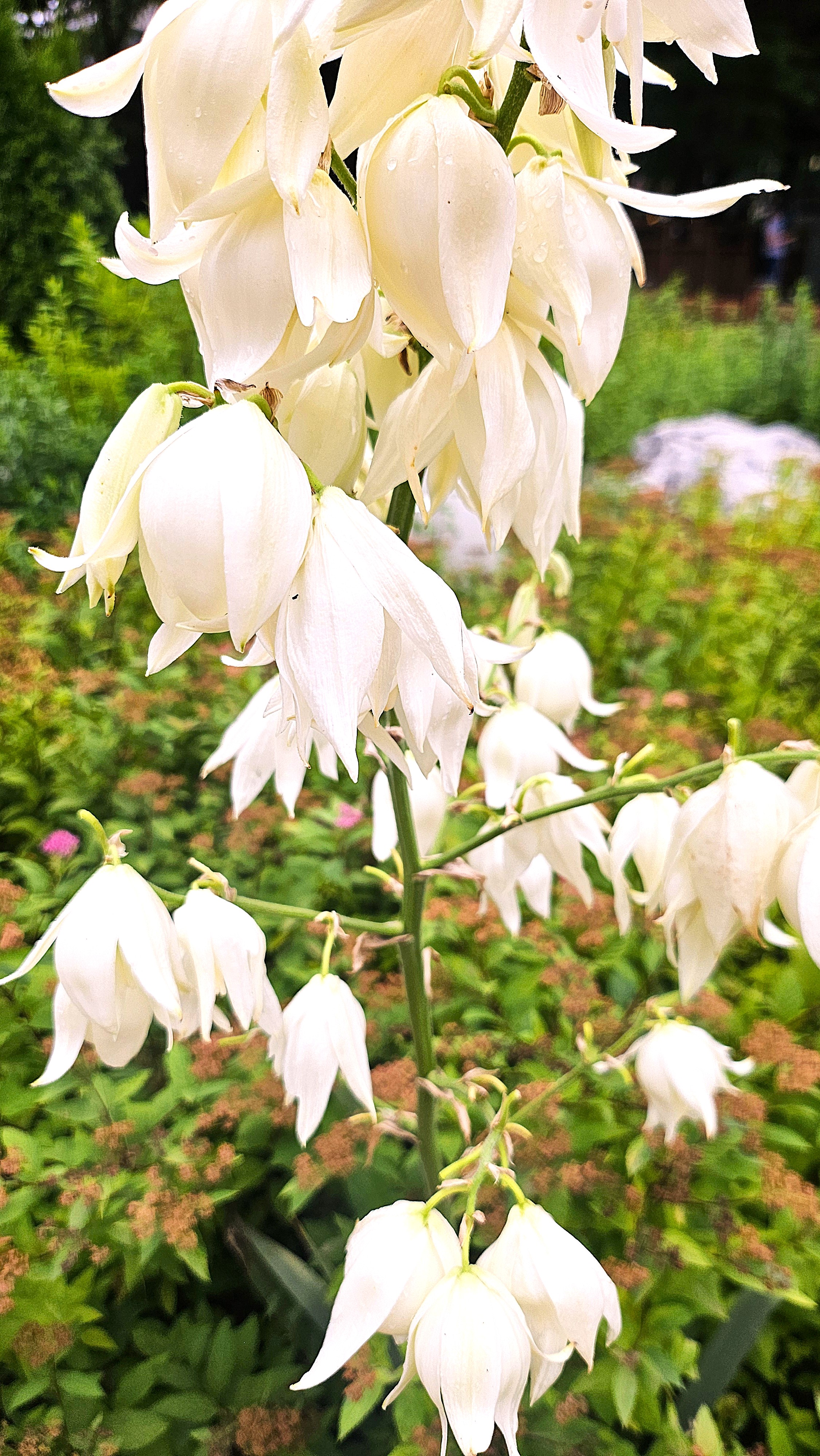 침묵 속에서 칼처럼 선 마음 — 실유카 이야기