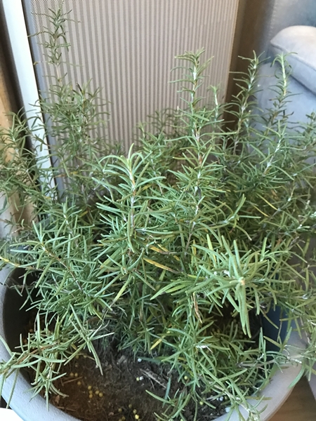 로즈마리 1년 후