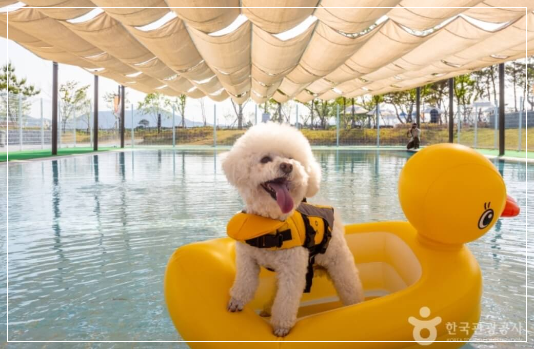 의성 가볼만한곳 베스트10 의성 펫월드