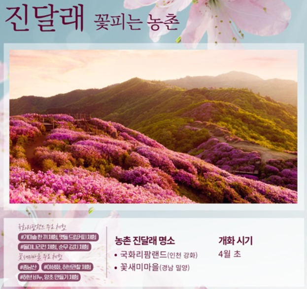 봄꽃 벚꽃개화시기