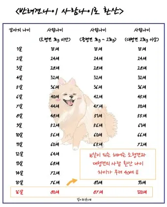 강아지 나이 환산법 가이드 실제 나이 확인 방법_14