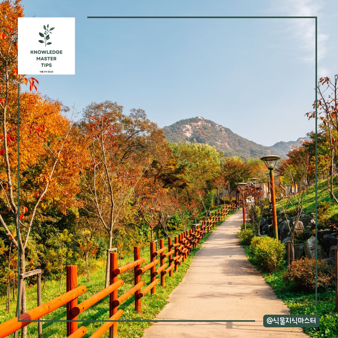 서울 단풍 명소 - 북한산