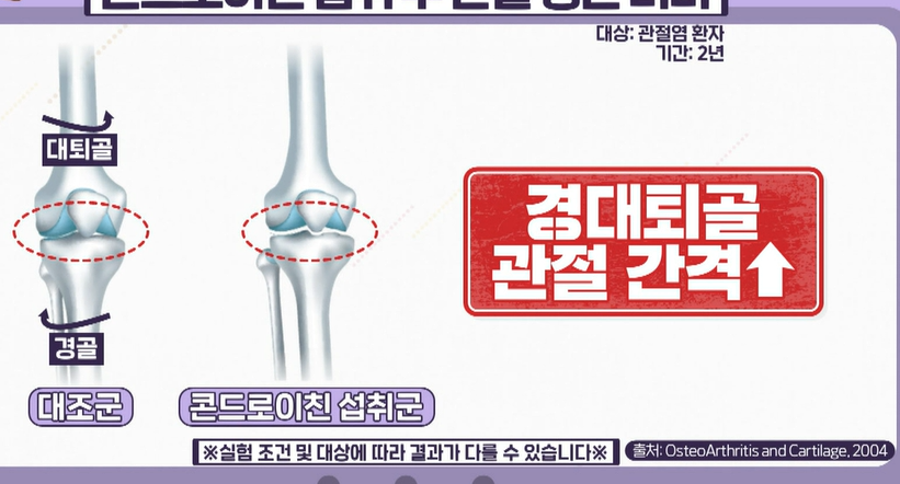콘드로이친 효능