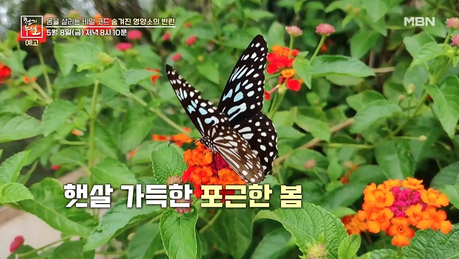 봄이미지