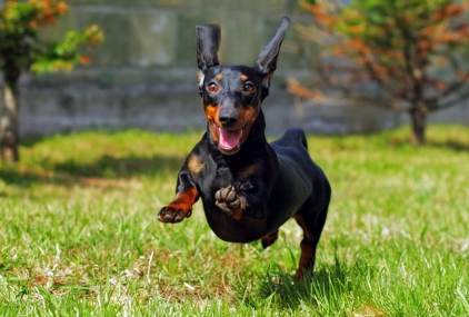 달려오는 닥스훈트.