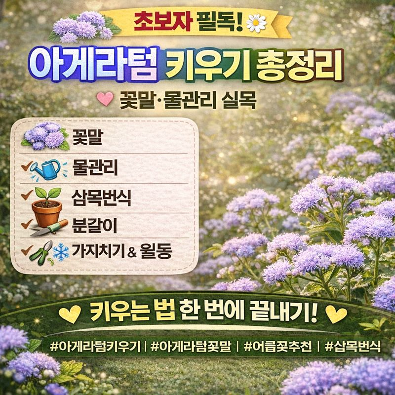 아게라텀 키우기, 꽃말&middot;물관리&middot;삽목번식&middot;분갈이&middot;가지치기&middot;월동 썸네일 이미지