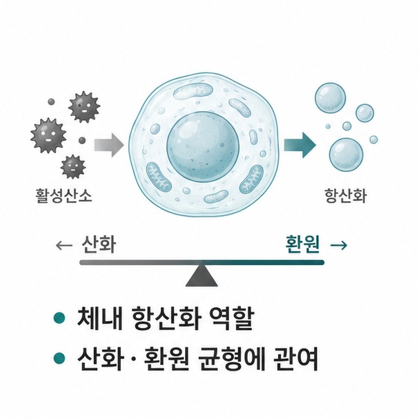 글루타치온이 체내에서 항산화와 산화 환원 균형에 관여하는 역할을 설명한 이미지