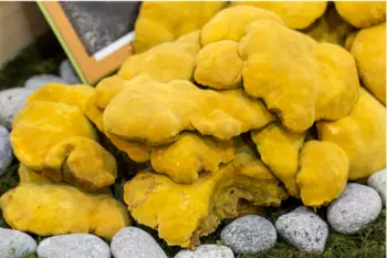 상황버섯 효능과 영양성분 복용시 주의점