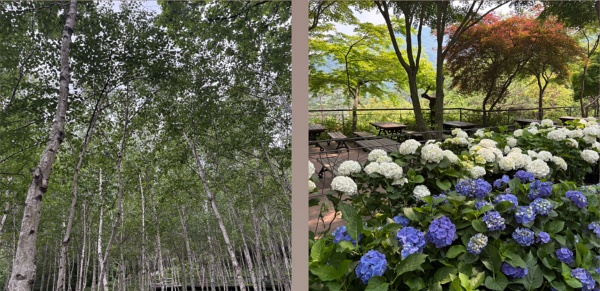 6월 여행지 추천 국내 베스트 10 수국 명소부터 시원한 명소