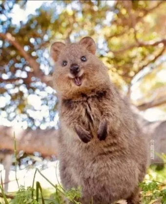 쿼카 웃는 동물 행복한 동물 특징 성격_3