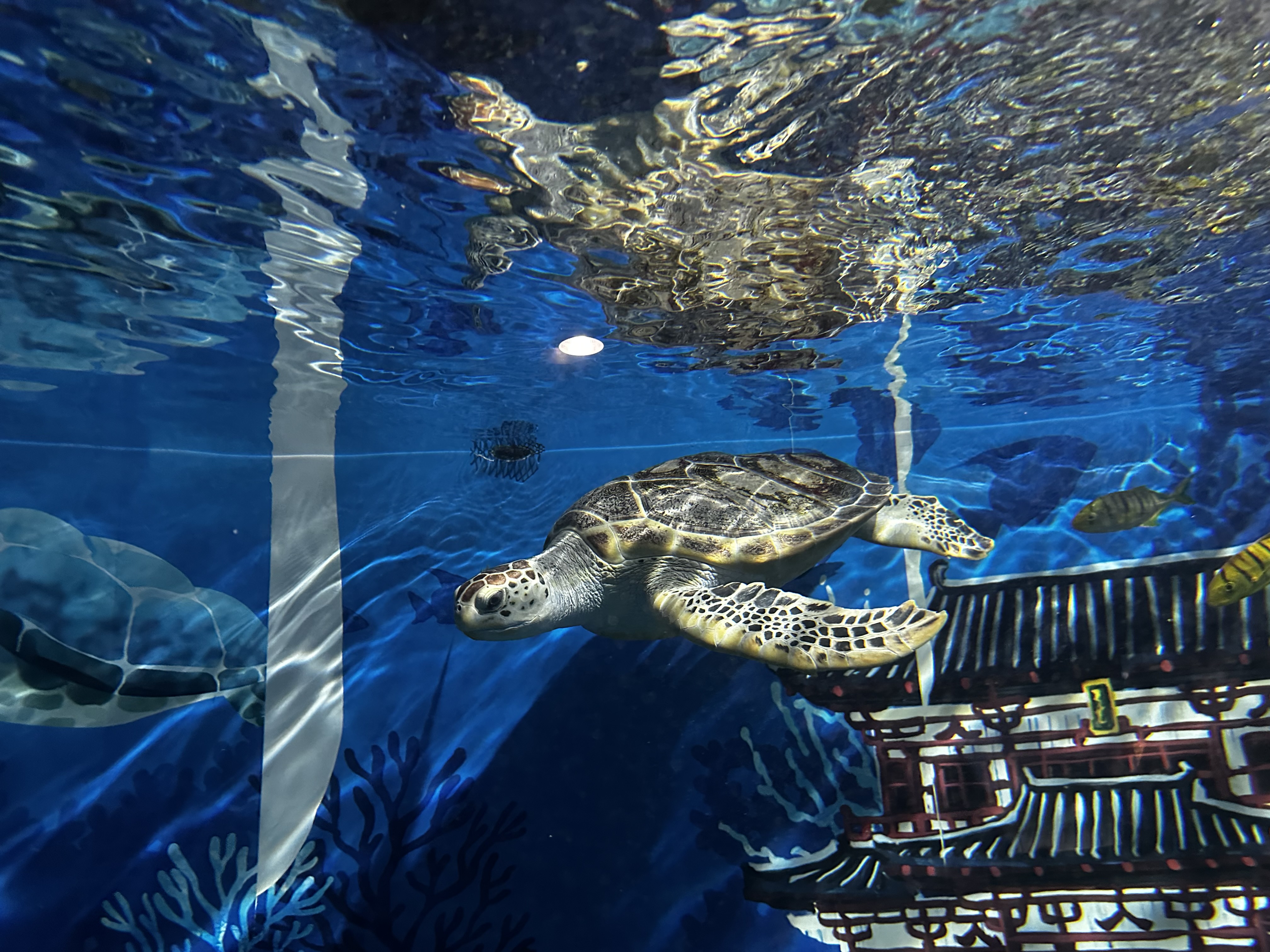 제주 아쿠아플라넷