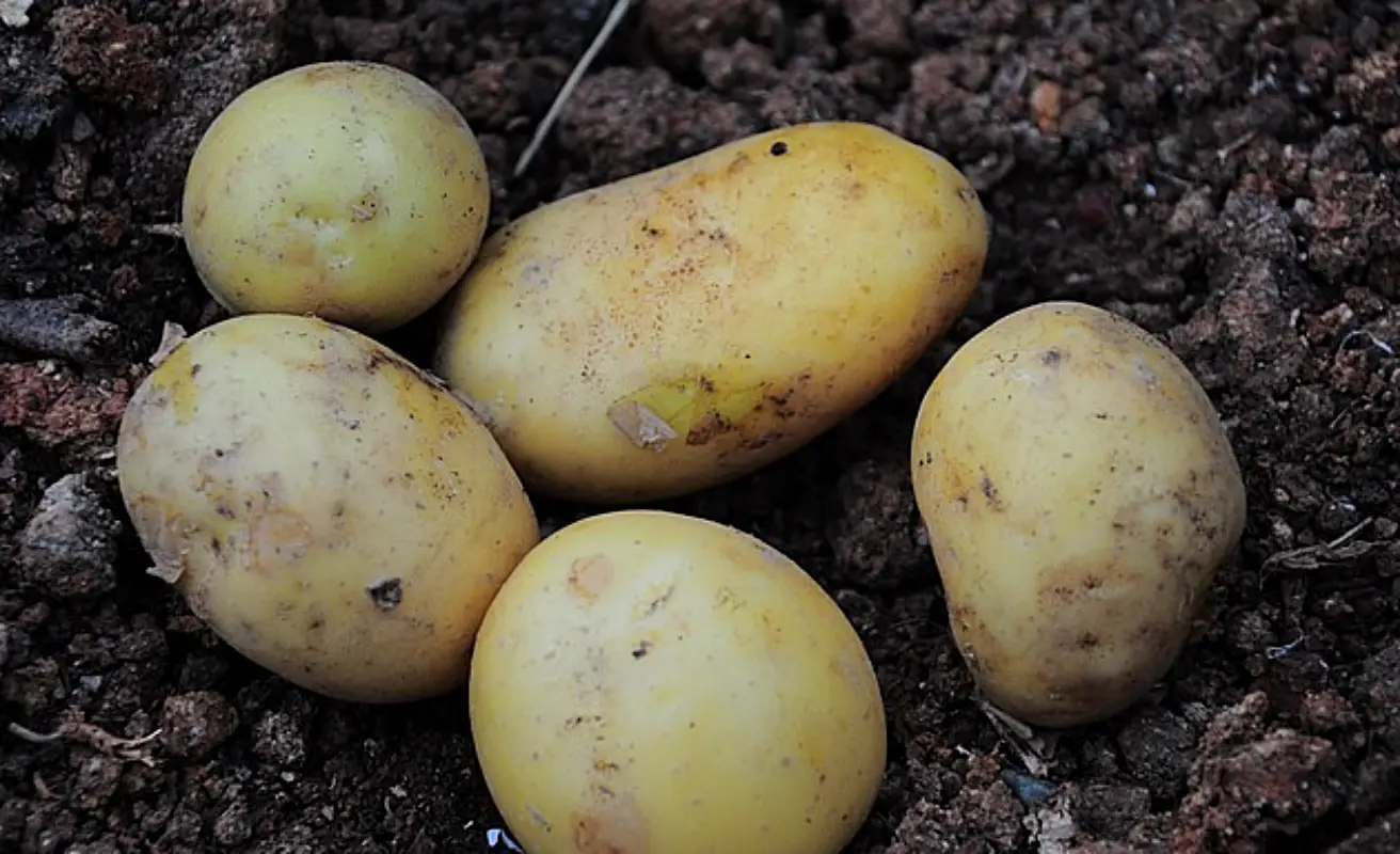 감자 냉동보관법