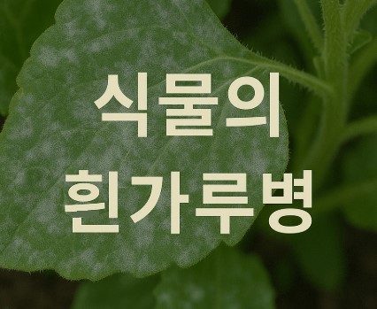 흰가루병 – 잎 표면에 하얗게 가루 낀 듯한 곰팡이병 사진