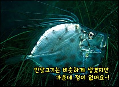 민달고기