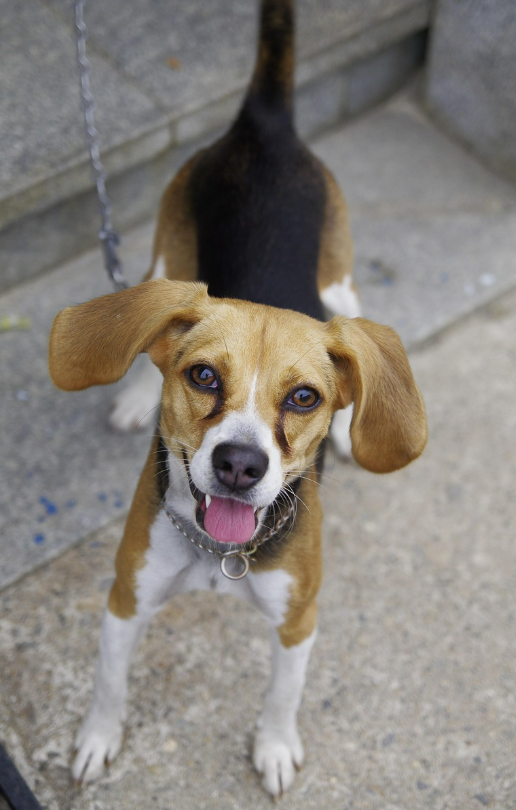 1인 가구를 위한 반려동물 지원제도 얼마나 알고 계신가요