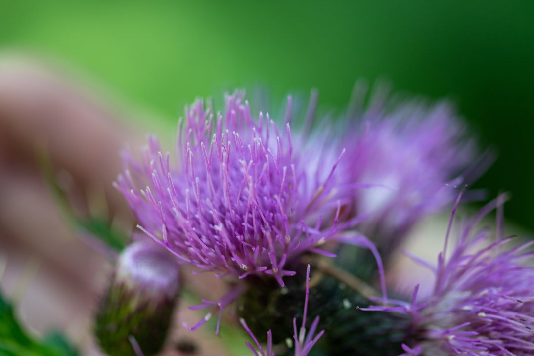 Milk thistle