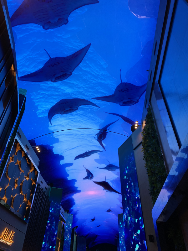 오로라 (가오리)