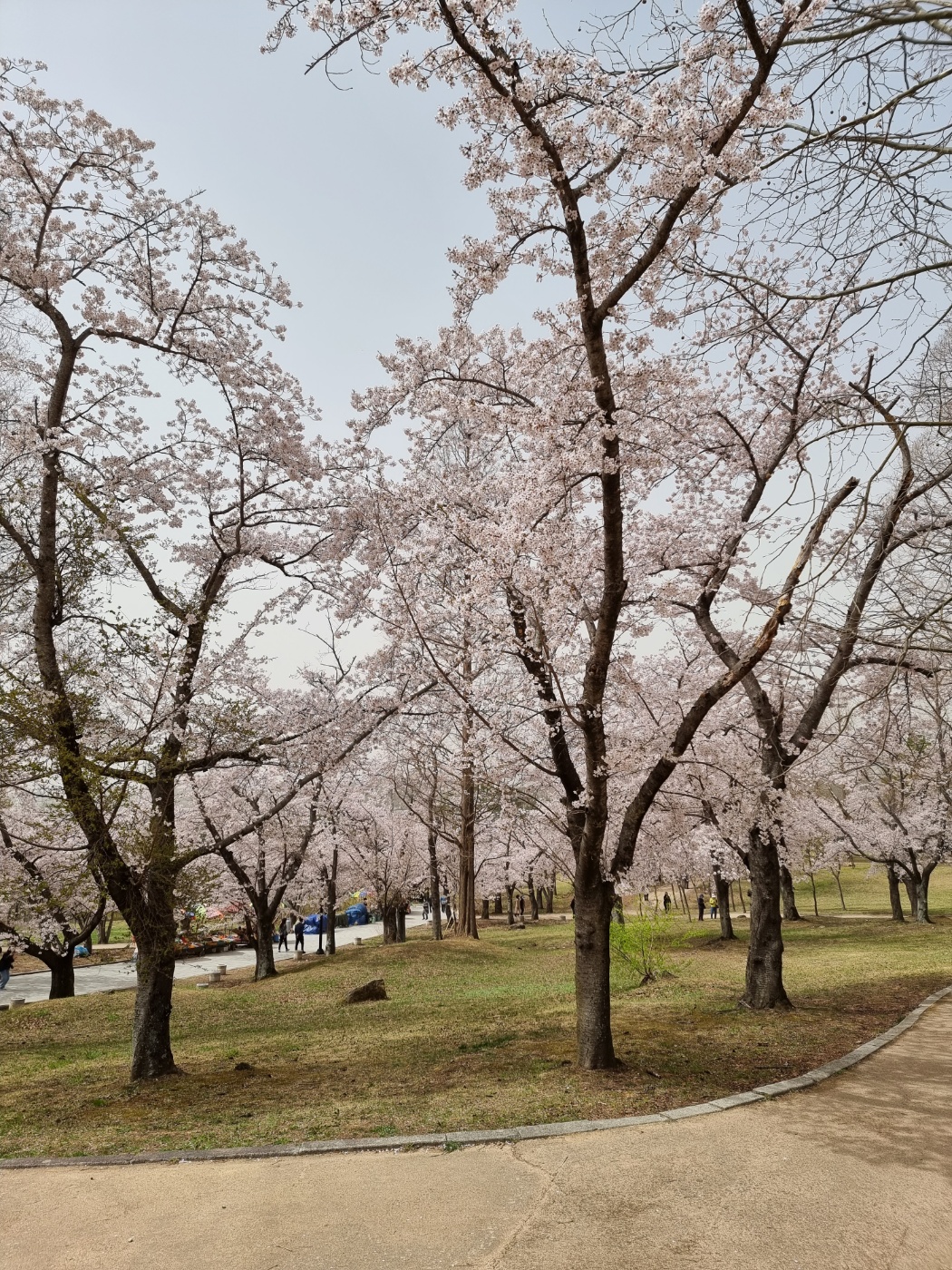 벚꽃