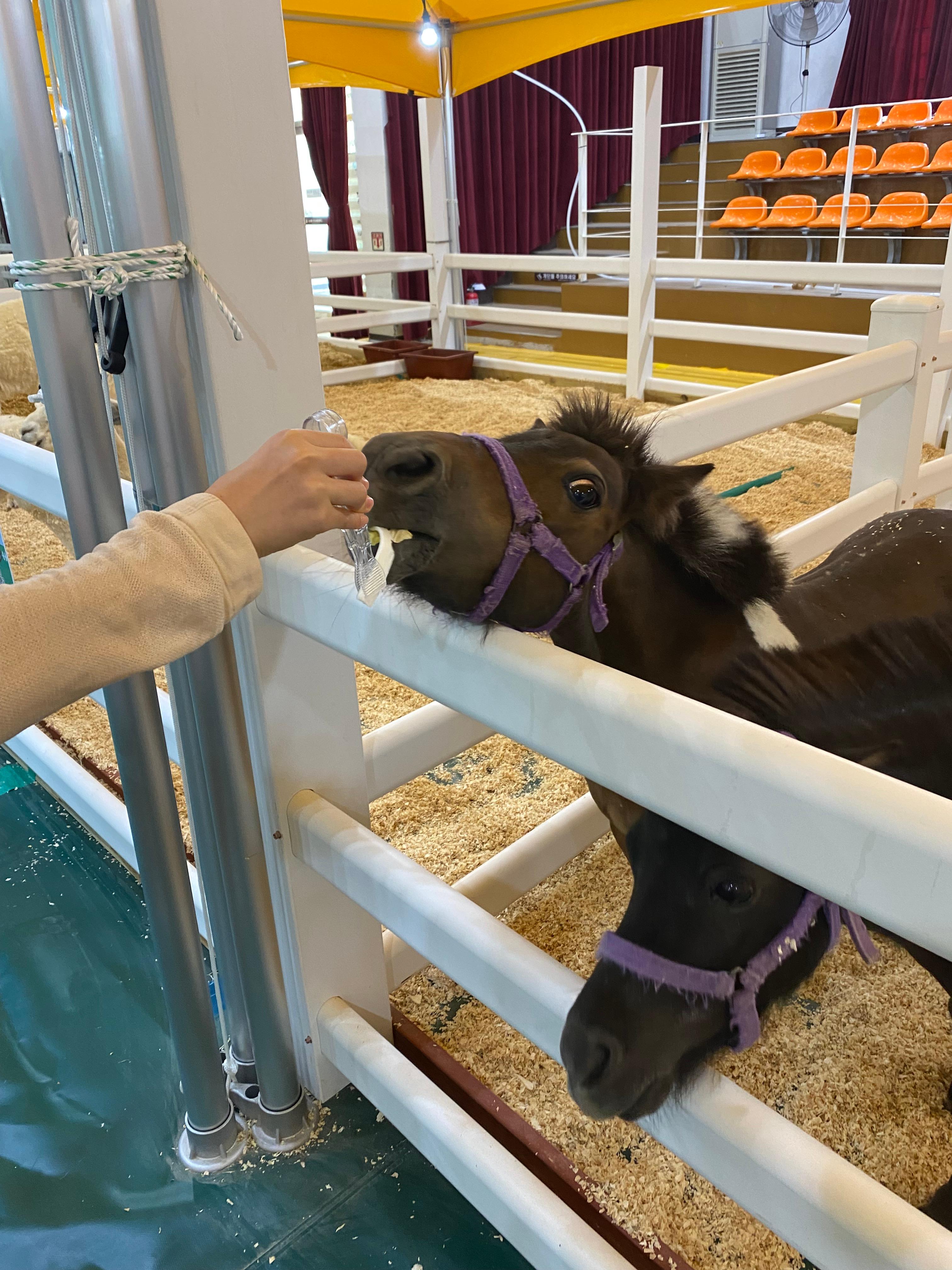 미니말 먹이주기