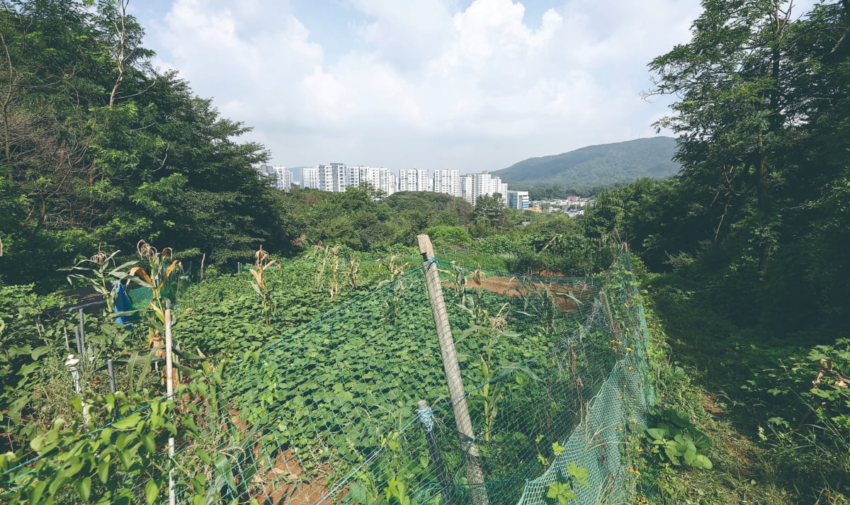 서초구 내곡동 개발제한구역 일대.