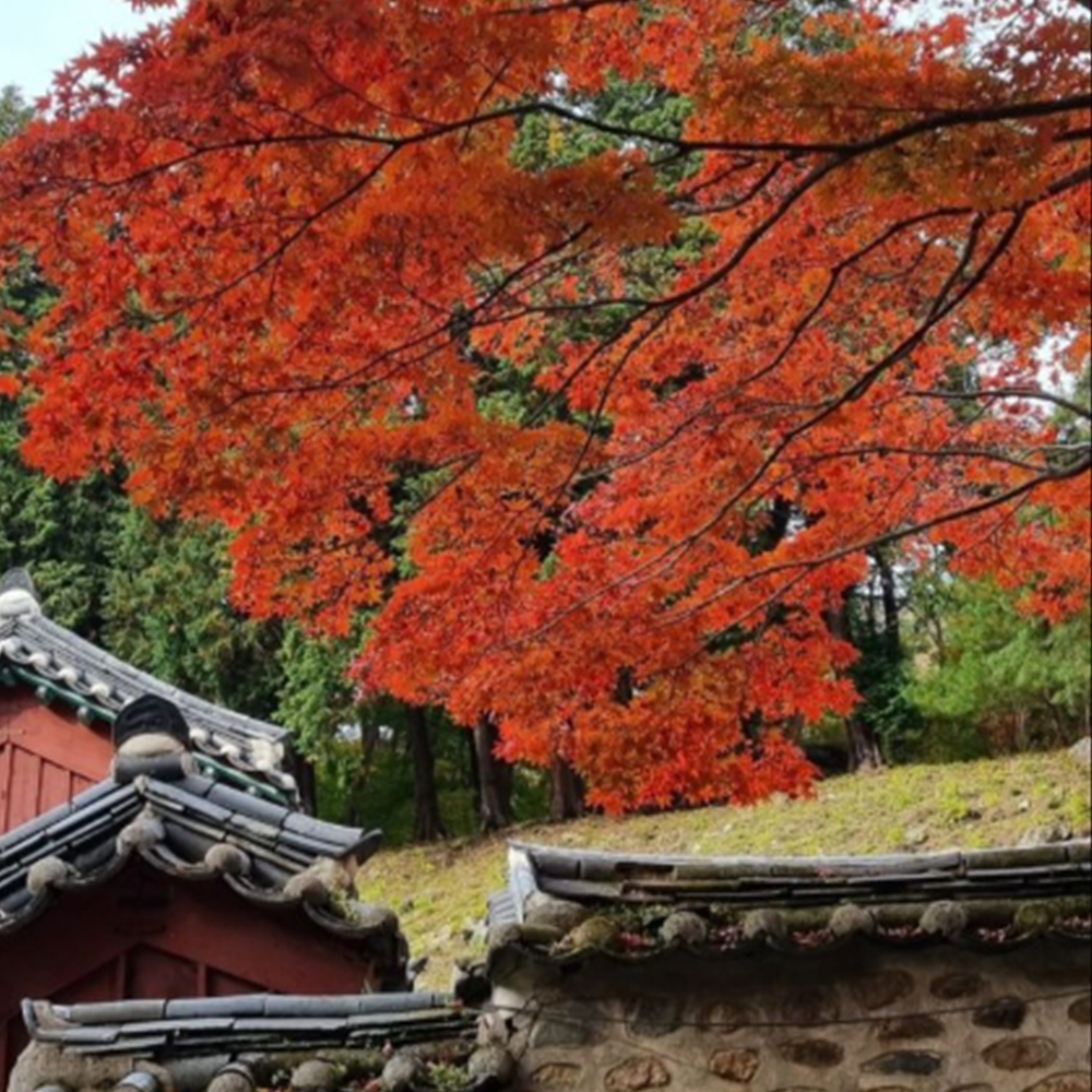 계룡산 단풍 절정시기