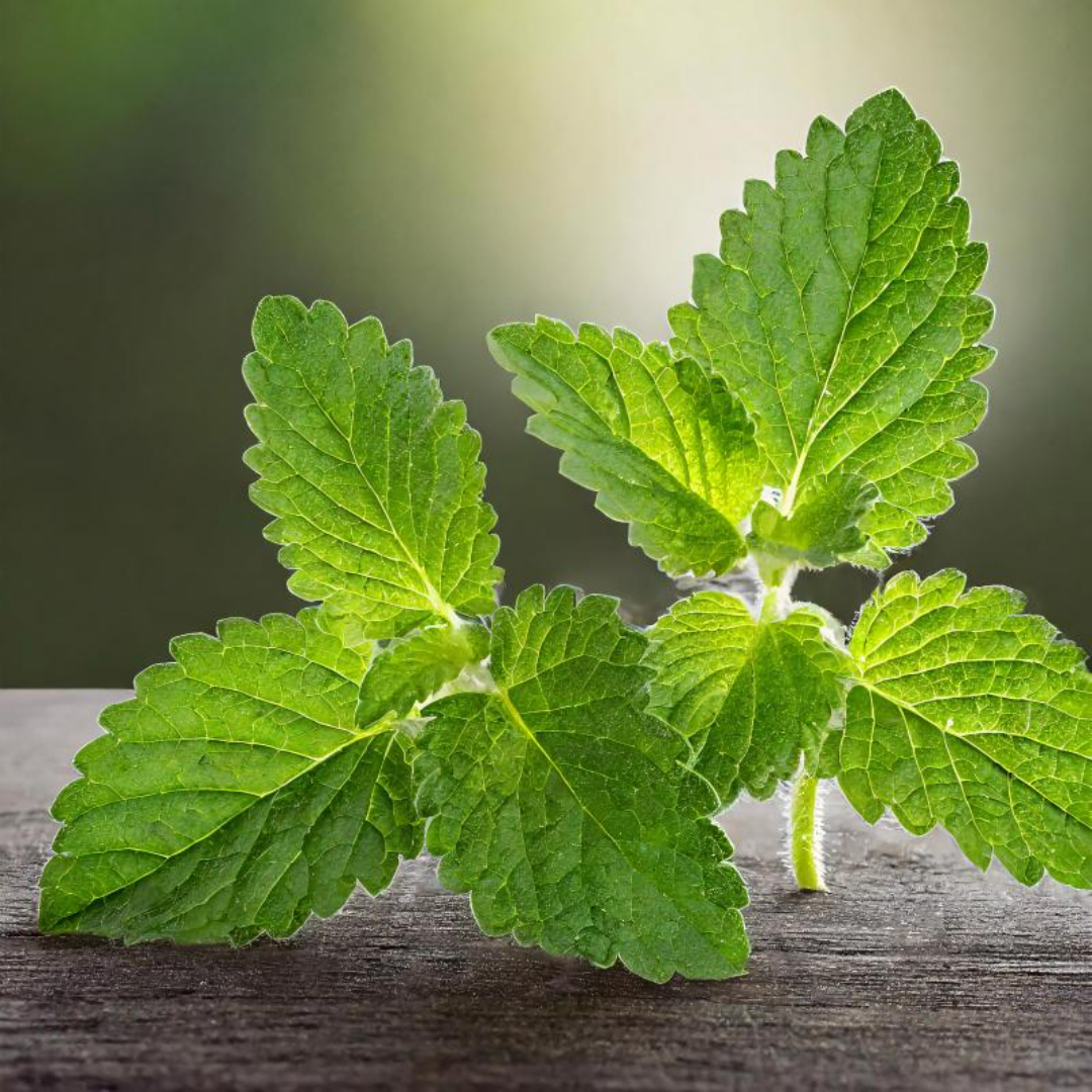 고양이식물 캣그라스2