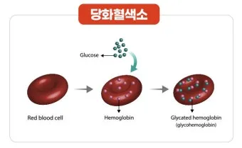 당화혈색소 정상치_19