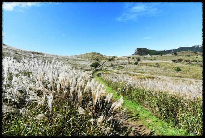황매산 억새축제&amp;#44; 놓치면 후회할 필수 정보!