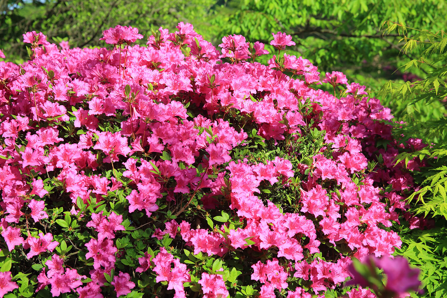 분당중앙공원 철쭉